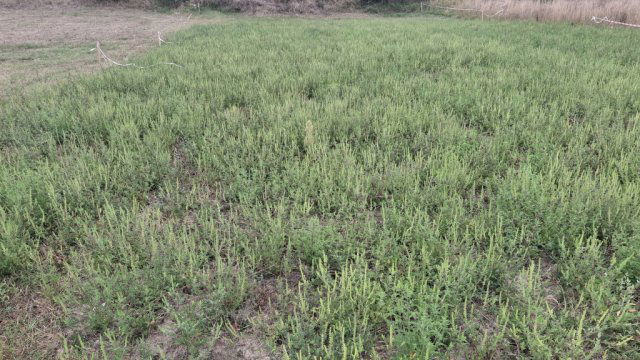 Eladó telek, Siójuton 8 M Ft / költözzbe.hu