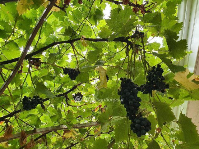 Eladó családi ház, Szigetszentmiklóson 98.9 M Ft, 4 szobás