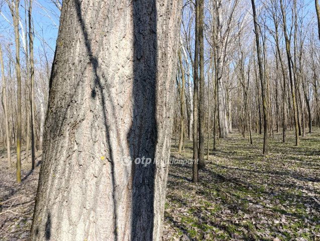 Eladó mezogazdasagi ingatlan, Üllésen 79.9 M Ft