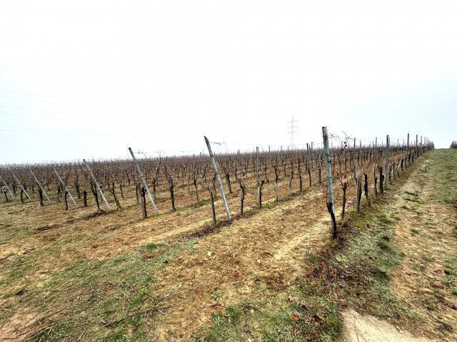 Eladó mezogazdasagi ingatlan, Villányban 95 M Ft