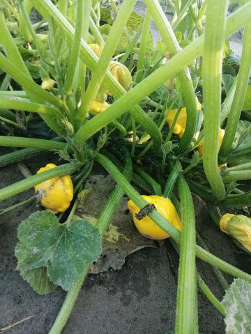 Eladó mezogazdasagi ingatlan, Ásotthalmán 4.2 M Ft