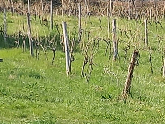 Eladó mezogazdasagi ingatlan, Csopakon 13.94 M Ft