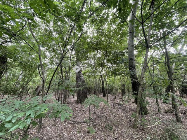 Eladó mezogazdasagi ingatlan, Kecskeméten 79 M Ft