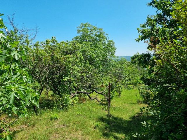 Eladó családi ház, Pécsett 4.9 M Ft, 1 szobás