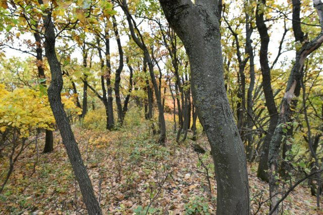 Eladó telek, Pécselyen 24.99 M Ft / költözzbe.hu