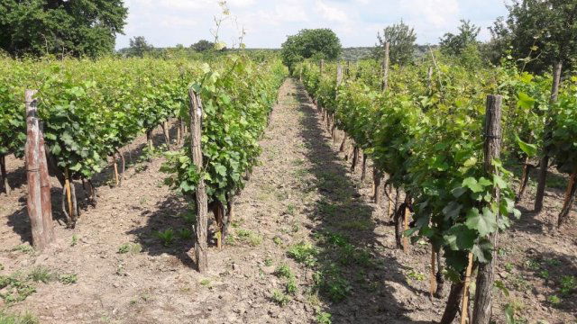 Eladó telek, Nagyberkin 2.5 M Ft / költözzbe.hu