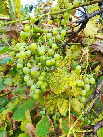 Eladó telek, Hatvanban 6.5 M Ft / költözzbe.hu