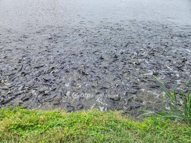 Eladó mezogazdasagi ingatlan, Mezőszilason 235 M Ft