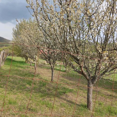 Eladó telek, Alsópetényen 7.5 M Ft / költözzbe.hu