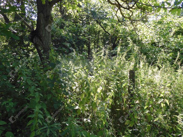 Eladó telek, Zalaegerszegen 1.5 M Ft / költözzbe.hu