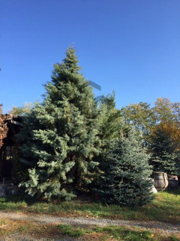 Eladó családi ház, Pakson 99 M Ft, 3 szobás