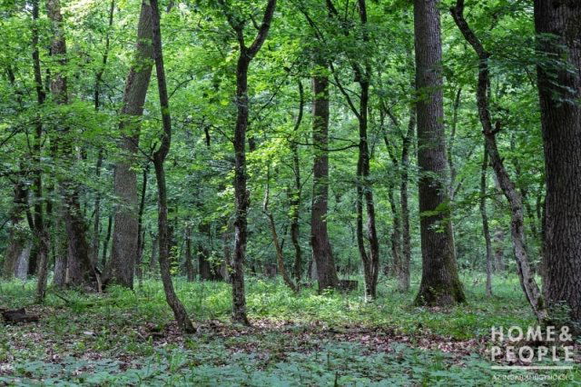 Eladó mezogazdasagi ingatlan, Algyőn 21.75 M Ft
