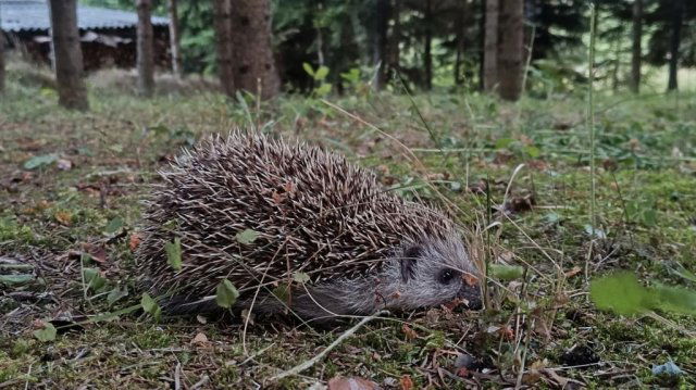 Eladó családi ház, Berkenyén 99 M Ft, 2 szobás