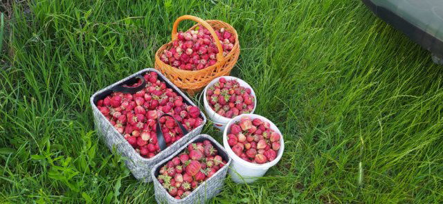 Kiadó telek, Budapesten, XVII. kerületben 140 E Ft / hó