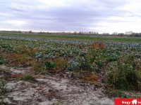 Eladó mezogazdasagi ingatlan, Alsónémediben 121.86 M Ft