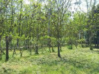 Eladó telek, Téten 8 M Ft / költözzbe.hu