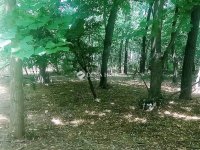 Eladó mezogazdasagi ingatlan, Tóalmáson 15.75 M Ft