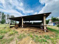 Eladó családi ház, Balástyán 24.9 M Ft, 3 szobás