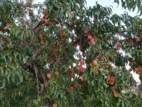 Eladó telek, Alsópáhokon 10.5 M Ft / költözzbe.hu