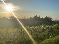 Eladó mezogazdasagi ingatlan, Balatonlelleén 32.5 M Ft