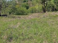 Eladó mezogazdasagi ingatlan, Tatabányán 7.499 M Ft