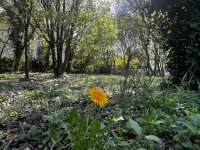 Eladó telek, II. kerületben, Tárkony utcában 184.9 M Ft