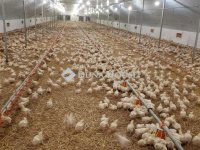 Eladó mezogazdasagi ingatlan