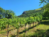 Eladó mezogazdasagi ingatlan, Gyulakeszin 19 M Ft