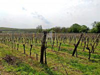 Eladó mezogazdasagi ingatlan, Pécselyen 75 M Ft