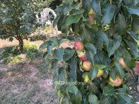 Eladó családi ház, Monyoródon 29.9 M Ft, 117+3 szobás