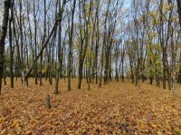 Eladó mezogazdasagi ingatlan, Sajókeresztúron 25.99 M Ft