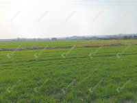 Eladó telek, Sopronban 22 M Ft / költözzbe.hu