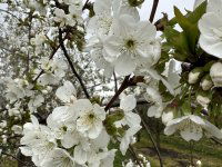 Eladó mezogazdasagi ingatlan