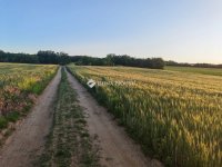 Eladó mezogazdasagi ingatlan, Sülysápon 29.9 M Ft
