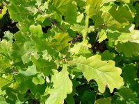 Eladó mezogazdasagi ingatlan