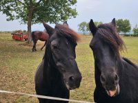 Eladó mezogazdasagi ingatlan