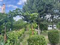 Eladó mezogazdasagi ingatlan, Győrött 10 M Ft
