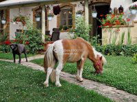 Eladó családi ház, Egerágon 159 M Ft, 5 szobás