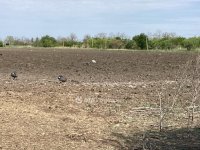 Eladó mezogazdasagi ingatlan, Gyomaendrődön 55 M Ft