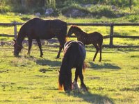 Eladó családi ház, Császártöltésen 187 M Ft, 4 szobás