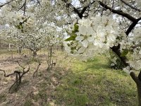 Eladó telek, Pakson 21.9 M Ft / költözzbe.hu