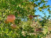 Eladó családi ház, XXII. kerületben 249.9 M Ft, 4 szobás