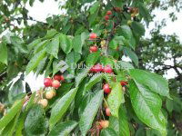 Eladó telek, Pázmándon 12.9 M Ft / költözzbe.hu