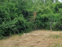 Eladó telek, Budakeszin 110 M Ft / költözzbe.hu