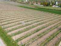 Eladó mezogazdasagi ingatlan, Bodrogkeresztúron 46.5 M Ft