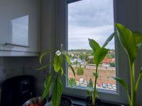 Eladó panellakás, III. kerületben 73.5 M Ft, 2+1 szobás