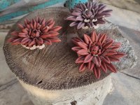 Eladó nyaraló, Szegeden 57 M Ft, 2 szobás / költözzbe.hu