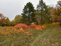 Eladó telek, Pécselyen 19.99 M Ft / költözzbe.hu