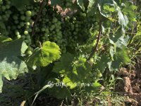 Eladó mezogazdasagi ingatlan, Mádon 20 M Ft / költözzbe.hu