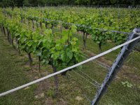 Eladó mezogazdasagi ingatlan